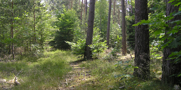 Wald